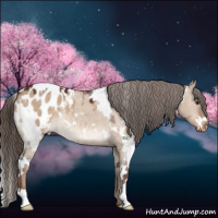 Horse Color:White Spotted Liver Red Dun Appaloosa 
