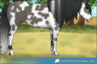 Horse Color:Grullo Splash Tobiano 