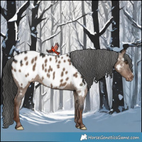 Horse Color:Liver Red Dun Appaloosa 