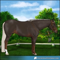 Horse Color:Liver Chestnut Mushroom 