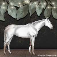Horse Color:Gray Chestnut 
