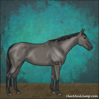 Horse Color:Grullo Roan 