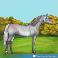 Horse Color:Nacre Silver Bay Chinchilla Roan 