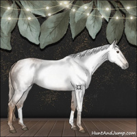 Horse Color:Gray Chestnut 