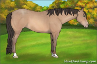 Horse Color:Sable Champagne