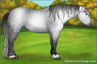 Horse Color:Gray Black