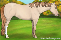 Horse Color:Gold Champagne Dun 