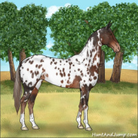 Horse Color:White Spotted Liver Chestnut Appaloosa 