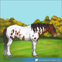 Horse Color:Brown Tobiano Near Leopard 