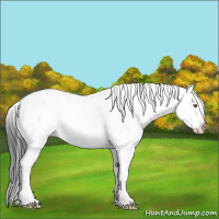 Horse Color:Black Sabino Appaloosa 