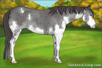 Horse Color:Blue Roan Splash Appaloosa 
