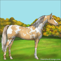 Horse Color:White Spotted Gold Cream Champagne