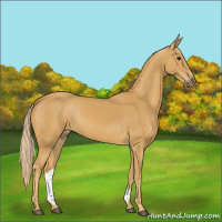 Horse Color:Palomino 