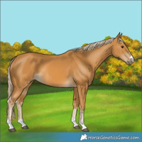 Horse Color:Palomino