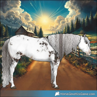 Horse Color:Liver Chestnut Sabino 