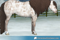 Horse Color:Classic Champagne Ice Dun Brindle 