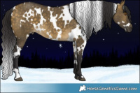 Horse Color:White Spotted Buckskin Dun 