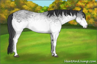 Horse Color:White Spotted Blue Roan 