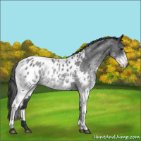 Horse Color:White Spotted Blue Roan Blanket 