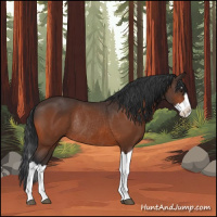 Horse Color:Brown Splash Rabicano 