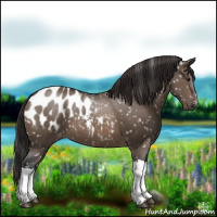 Horse Color:Brown Dun Appaloosa