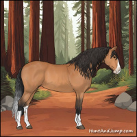 Horse Color:Bay Splash 