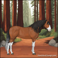 Horse Color:Bay Splash 