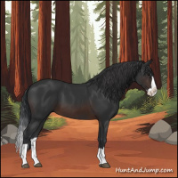 Horse Color:Brown Splash