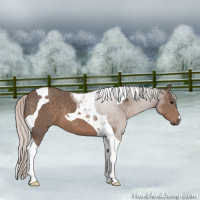 Horse Color:Silver Black Tobiano 