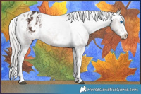 Horse Color:White Spotted Silver Brown Mushroom Splash Appaloosa 