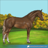 Horse Color:White Spotted Chocolate Palomino 