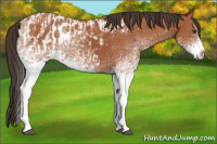 Horse Color:White Spotted Bay Splash  and White Spotted Bay Splash Appaloosa 
