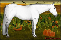 Horse Color:Gray Grullo Appaloosa 