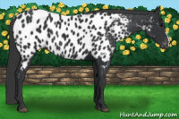 Horse Color:Black Appaloosa 