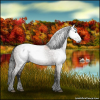 Horse Color:Gray Grullo 