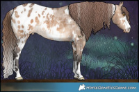 Horse Color:White Spotted Bay Ice Dun Appaloosa 