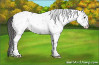 Horse Color:White Spotted Grullo Tobiano Appaloosa 