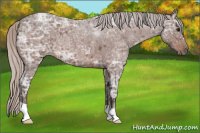 Horse Color:Silver Bay Ice Roan 