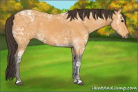 Horse Color:Buckskin Ice 