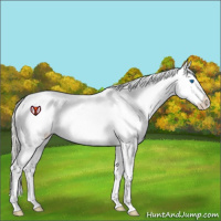 Horse Color:Liver Red Onyx Roan Pearl Mushroom Splash Appaloosa Rabicano 