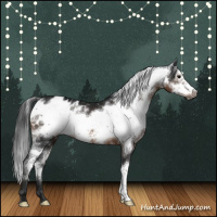 Horse Color:Gray White Spotted Brown Frame Appaloosa 