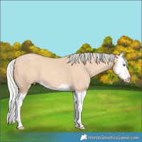 Horse Color:Silver Amber Champagne Dun Splash