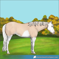 Horse Color:Silver Sable Champagne Dun Splash 