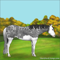 Horse Color:Black Ice Splash 