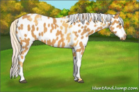 Horse Color:Palomino Near Leopard  and Palomino Near Leopard 