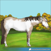 Horse Color:Classic Champagne Dun Frame 