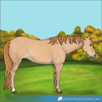 Horse Color:Red Dun 