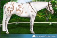 Horse Color:Chocolate Silver Brown Pearl Appaloosa 