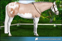 Horse Color:Chocolate Silver Brown Pearl Splash Appaloosa 
