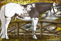Horse Color:Silver Brown Splash Snowcap 